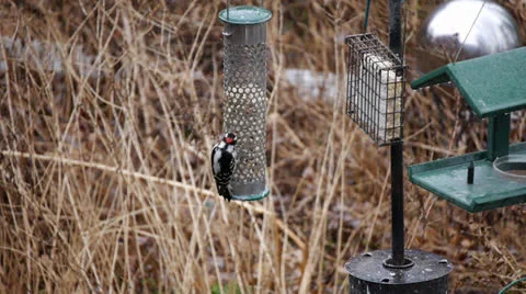 Red-Bellied-and Downy Woodpecker on Bird Feeder Stock Video Stock Footage