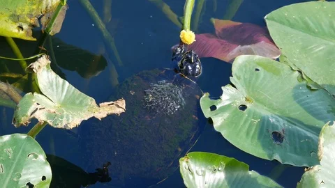 Red-Bellied Cooter Turtle Eating a Plant in Everglades National Park Stock Footage 104270080