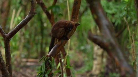 Red-bellied lemur, Eulemur rubriventer, Akanin’ ny nofy, Madagascar. Wildlife Ma Stock Footage 289768720