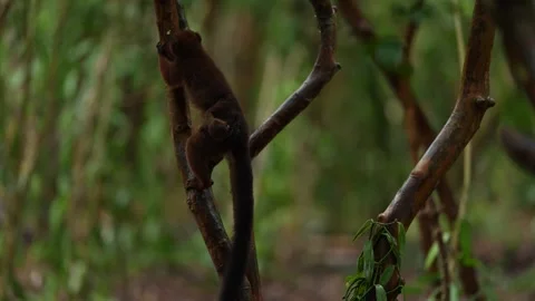 Red-bellied lemur, Eulemur rubriventer, Akanin’ ny nofy, Madagascar. Wildlife Ma Stock Footage 289768721