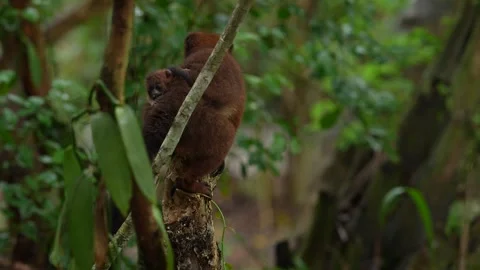 Red-bellied lemur, Eulemur rubriventer, Akanin’ ny nofy, Madagascar. Wildlife Ma Stock Footage 289768724