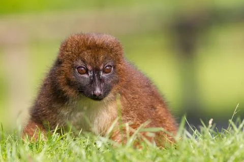 Red-bellied lemur (eulemur rubriventer) Stock Photos