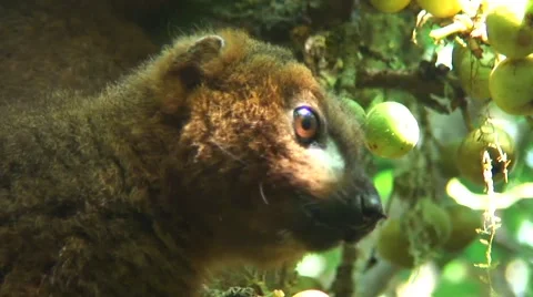 Red-bellied Lemur sit in rainforest tree feeding on fig-fruit Video stock 56479778