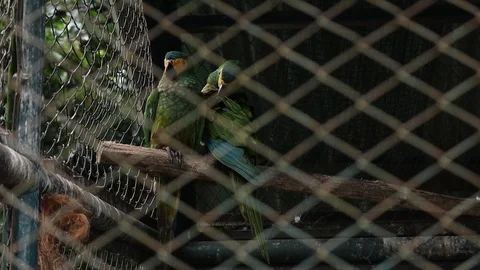 Red Bellied Macaw (Macaw Perut Merah) Video stock 119345344