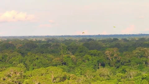 Red-Bellied Macaw Pair Flying Above Amazon Rainforest in Tambopata, Peru, Stock Footage 314325534