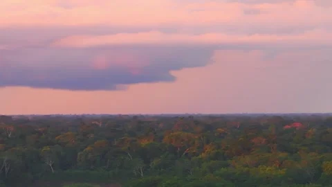 Red-Bellied Macaw Pair Flying Over Amazon Rainforest at Sunset in Tambopata, Stock Footage 314326026