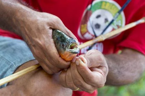 Red-bellied Piranha on a hook caught in the Amazon River in Brazil Stock Photos