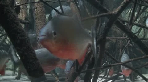 Red Bellied Piranhas 3 Stock Footage