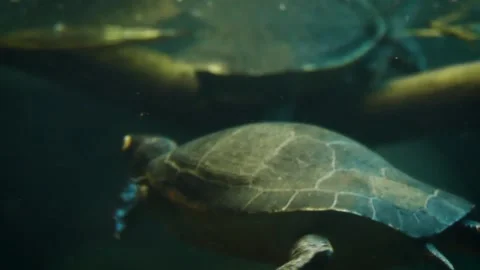 Red-bellied short-necked turtle (Emydura subglobosa) Stock Footage 176314308