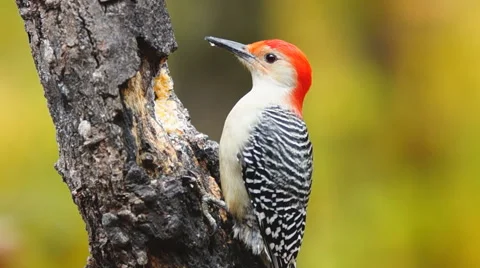 Red-bellied Woodpecker Stock Footage 44019170