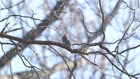 Red Bellied Woodpecker on Tree Stock Footage 232162096