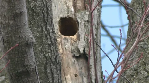 Red-bellied.mp4 Stock-Footage 8517487