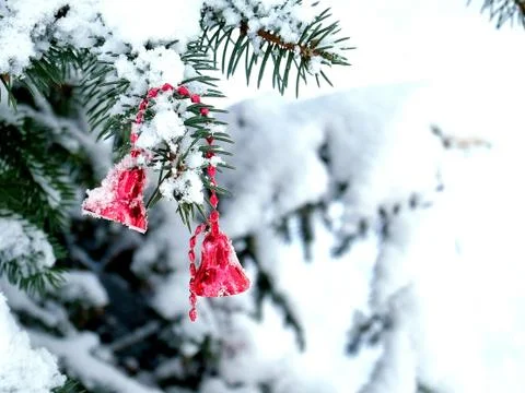 Red bells on a snow-covered branch of a spruce Stock Photos