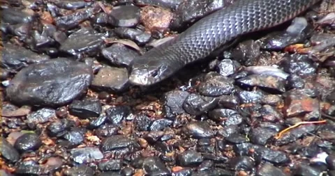 Red belly black snake Stock Footage 242724043