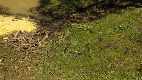 Red Belly Black Snake Wild Stock Footage