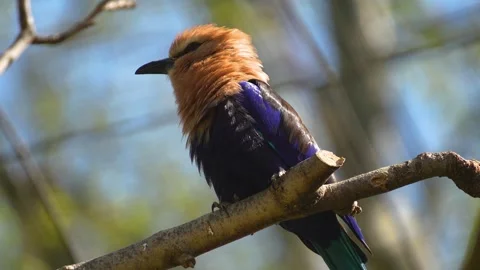 A red belly lilac bird Stock Footage 273652246