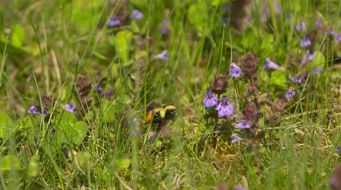 Red Belted Bumble Bee Bombus rufocinctus purple flower Stock Footage 65155979