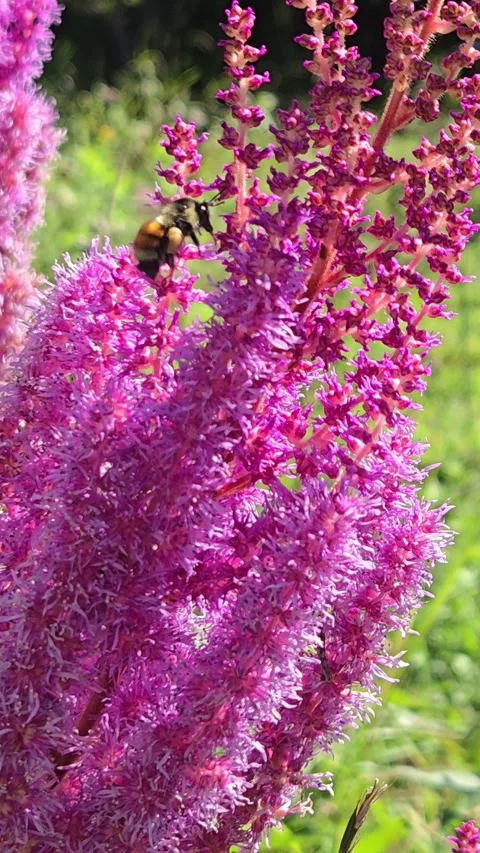 Red-belted Bumble Bee on a flower Видео 281337723