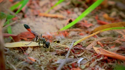 Red Belted Sand Wasp Digging its Nest Stock Footage 209658492