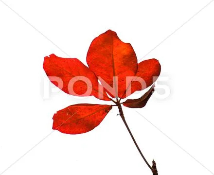 Red bengal almond Stock Photos