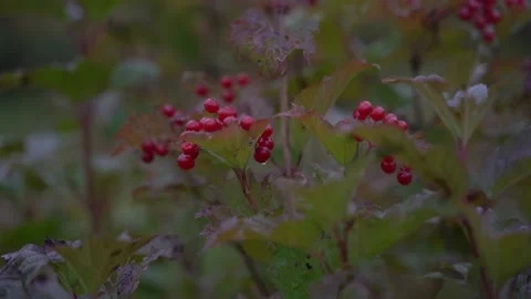 Red berrie Stock Footage 163177559