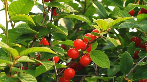 Red Berries 1 Stock Footage 36585517