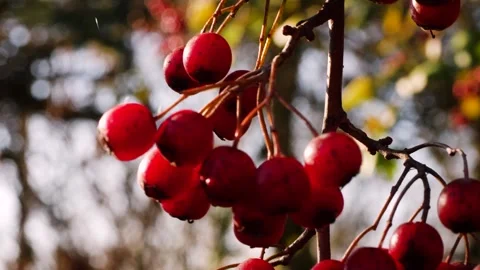 Red Berries 2 Stockbeeldmateriaal 165868011