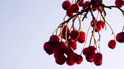 Red Berries 3 Stockbeeldmateriaal 165868013