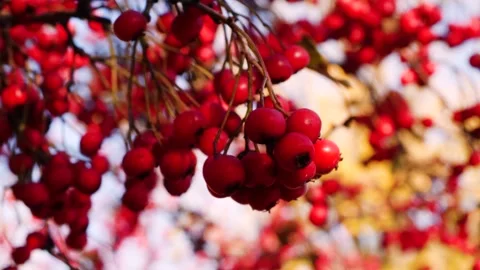 Red Berries 4 Stockbeeldmateriaal 165868024