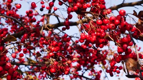 Red Berries 5 Stockbeeldmateriaal 165868035