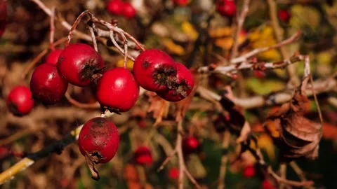 Red Berries 6 Stockbeeldmateriaal 165868036