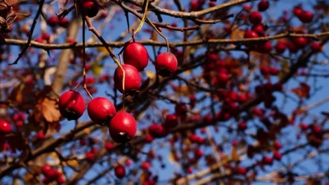 Red Berries 7 Stockbeeldmateriaal 165868058
