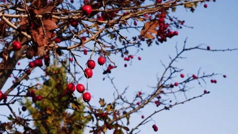 Red Berries 8 Stockbeeldmateriaal 165868054