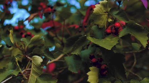 Red berries after flowering. Soft selective focus. Stock Footage 252601995