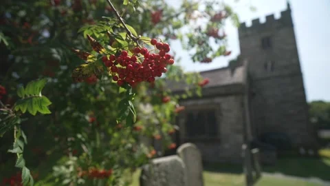 Red berries and Holy Trinity Church in Ashford in the Water, Derbyshire, England Stock Footage 280322318
