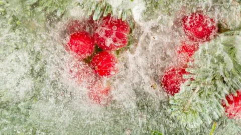 Red berries and needles froze Stock Photos