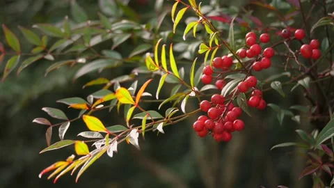 Red berries and small green leaves of Heavenly Bamboo move in the breeze slowmo Vídeos de archivo 149669976