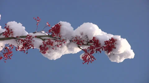Red berries and snow Video stock 35192522
