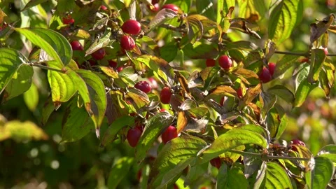 Red Berries, Bacche rosse Stock Footage 167497292