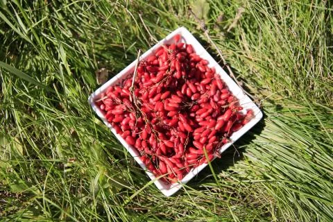 Red berries of barbery 写真素材