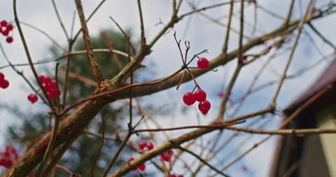 Red berries on bare branches with a blurred house in the background. Macro shot Stock Footage 265000985