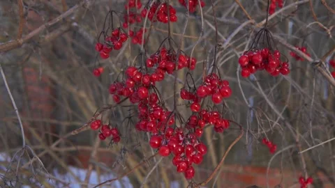 Red Berries on Bare Winter Branches in a Natural Outdoor Scene for Holiday Decor Stock-Footage 324705998