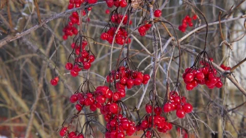 Red Berries on Bare Winter Branches in a Natural Outdoor Scene for Holiday Decor Video stock 325835928
