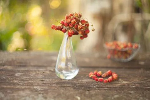 Red berries on beautiful background Stock Photos