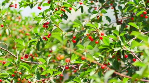 Red Berries Blowing in the Wind Stock Footage 53232721