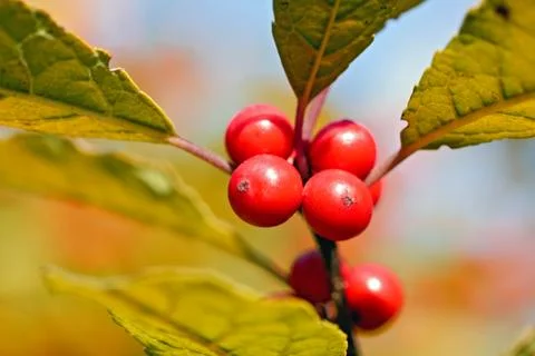 Red berries on blurry background Foto stock