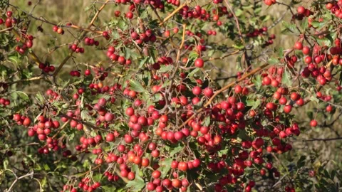 Red berries on branch close-up. Close up bush  red fruit sway in wind. 库存影片 153589460
