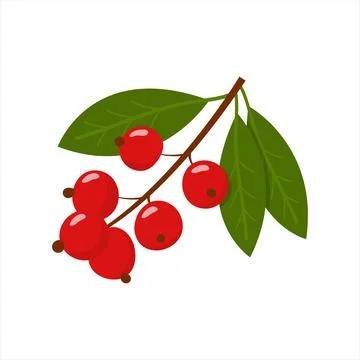Red berries branch, flat vector illustration Stock Illustration