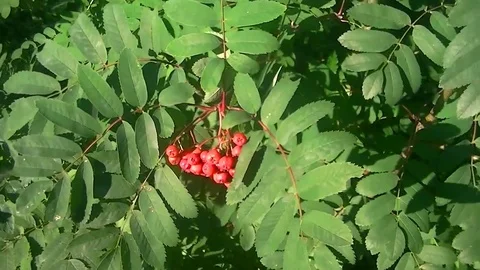 Red berries on a branch Stock Footage 78675567
