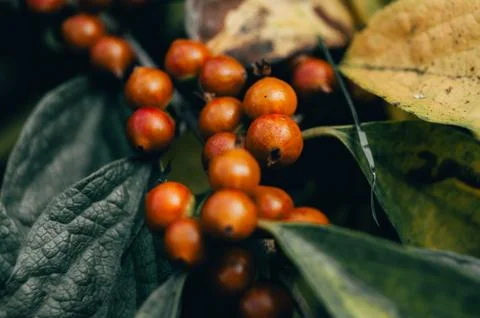 Red berries on a branch Stock Photos